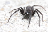 La sgestrie florentine. Une femelle  (Araneae - Segestriidae - Segestria florentina)
